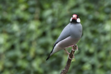 gray bird orange beak perched on a branchの写真素材