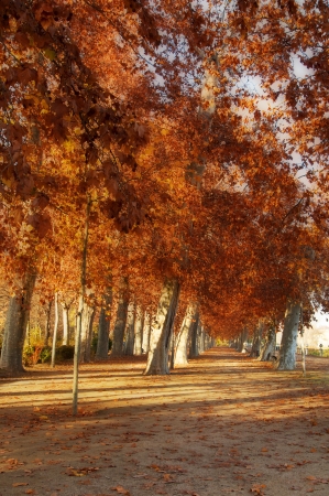 trees in the park of Aranjuez, in autumnの写真素材