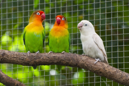 Three lovebirds birds on a branch, green and white coloredの写真素材