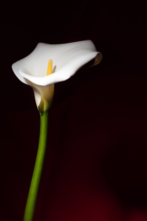 Beautiful calla flower on red backgroundの写真素材