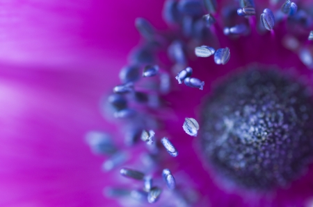 macro inside a purple anemone flowerの写真素材