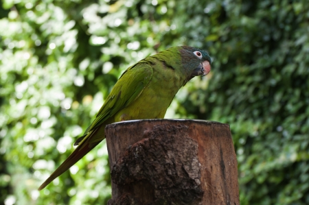 Lovebird perched on a feeder
