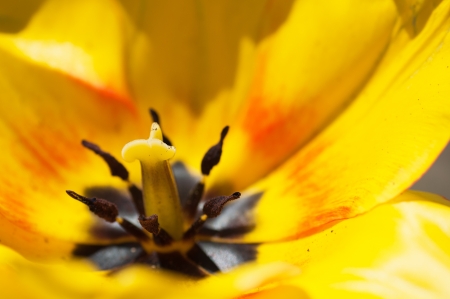inside a yellow tulip, close upの写真素材
