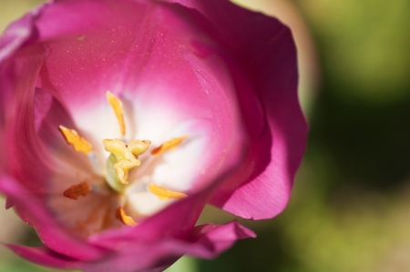 macro inside a pink tulip flowerの写真素材