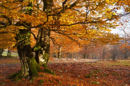 tree in the Urbasa mountain with autumn leavesの写真素材