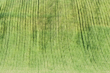 shot on the green wheat fieldsの写真素材