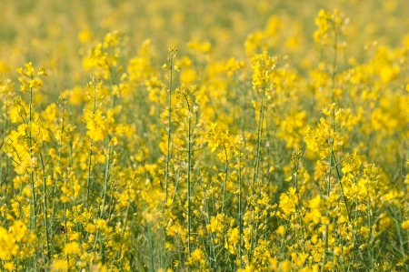 rapeseed field full of yellow flowers