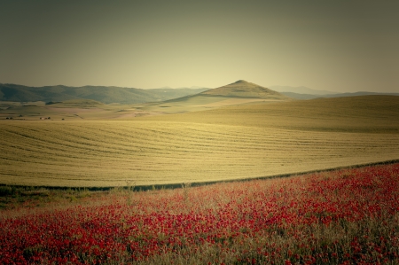 fields of cereal and poppies