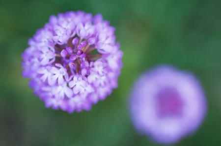 Beautiful wild pink flowerの写真素材
