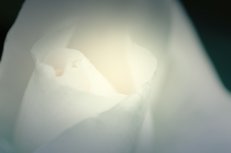 White rose close upの写真素材