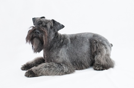 black miniature schnauzer in white backgroundの写真素材