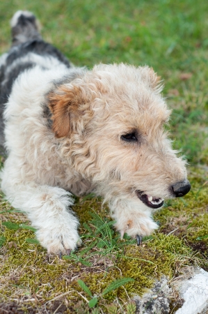 Fox terrier dog sitting in the grassの写真素材