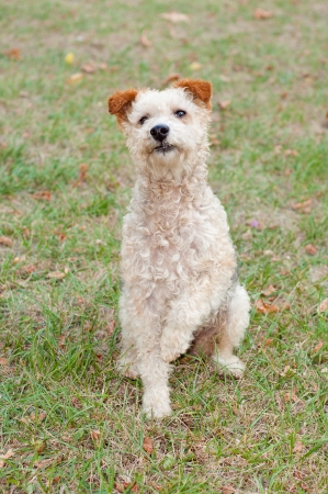 Fox terrier dog sitting in the grassの写真素材