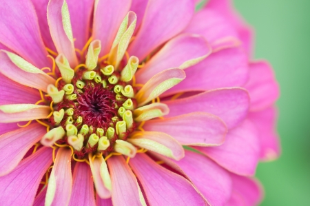 Pink and yellow zinnia flower detailの写真素材