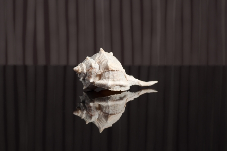 Sea shell and reflectionの写真素材