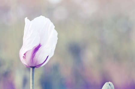Pink poppy detail on green backgroundの写真素材