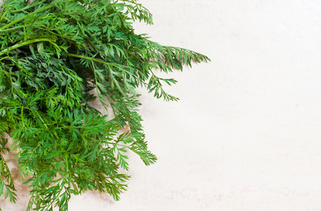 green carrot leaves on white backgroundの写真素材
