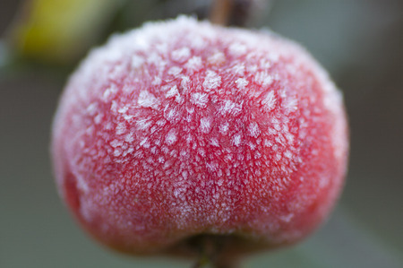 Frozen red apple in the treeの写真素材