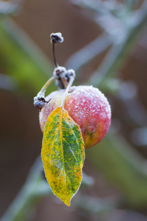 Frozen red apple in the treeの写真素材