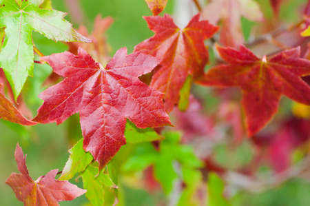 Liquidambar leaves, red and greenの写真素材