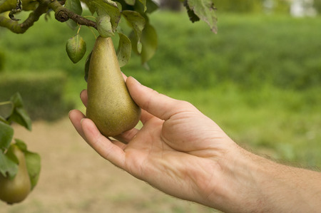 Farmers hand holding a pear in the treeの写真素材