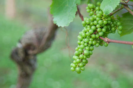 Green grapes in the vineyard