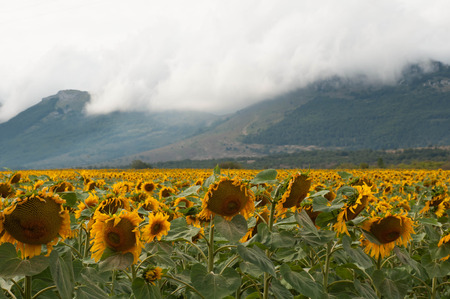 Yellow sunflower fields in summerの写真素材