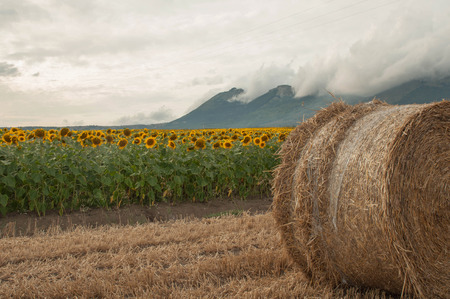 Straw bales in the harvested fields and sunflowersの写真素材