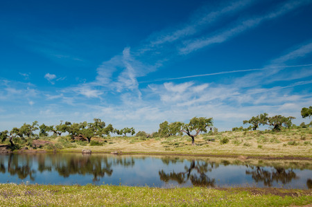 Pastures and pond in Extremadura, Spain. Many oak trees and blue skyの写真素材