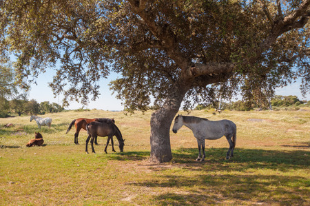 Horses in the pastures full of oak trees. Sunny spring day in Extremadura, Spainの写真素材