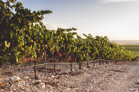 Sunset in the vineyards. La Rioja, Spain