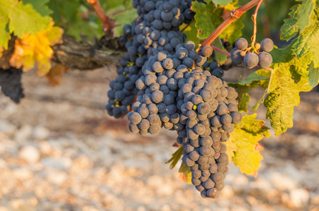 Bunches of red wine grapes hanging from old vine in warm afternoon light