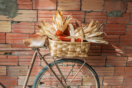 Old bicycle wit a basket full of corncobsの写真素材