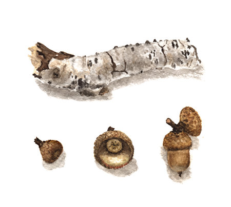 Autumn set of Watercolor acorns and birch stickのeditorial素材