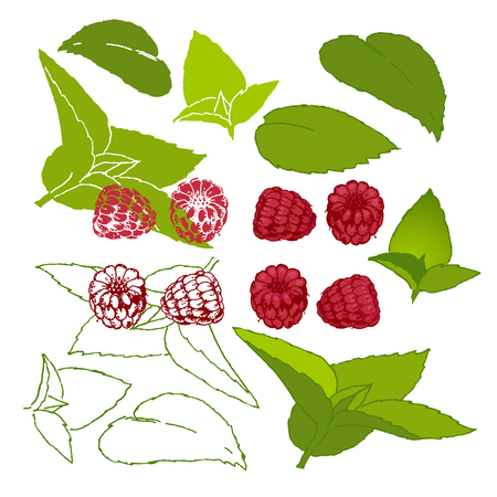 Raspberries and mint on a white background. Hand drawn vector set.のイラスト素材