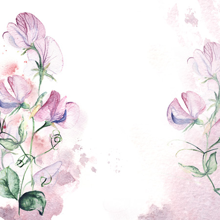 Invitation card with sweet pea and watercolor splash. Floral hand-painted greeting card.の写真素材