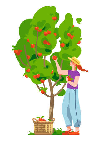 Smiling woman picking up red apples from the tree. Young woman in a straw hat. Wicker basket full of ripe apples. Apple tree in the garden. Concept for gardening or farming. vector flat illustrationのイラスト素材