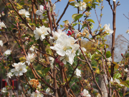 on the tree blossomed white flowers Spring cameの写真素材
