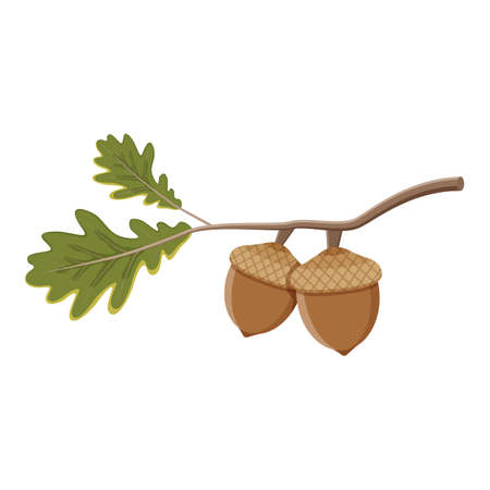 Oak branch with green leaves and acorns on a white background.のイラスト素材