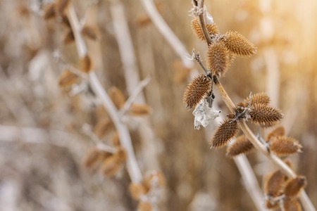 Dry bush burdock with spines, winter sunset view in the fieldの写真素材