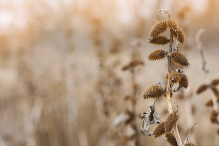 Dry bush burdock with spines, winter sunset view in the fieldの写真素材