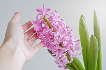 Woman's hand touching pink flower hyacinth, spring conceptの写真素材