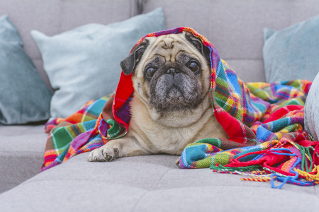 Pug in warm plaid blanket sitting on the sofa, cold weather conceptの写真素材