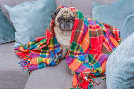 Pug in warm plaid blanket sitting on the sofa, cold weather conceptの写真素材