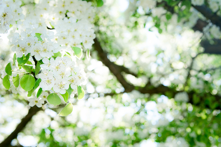 Blooming white branches in the spring sunlit gardenの写真素材