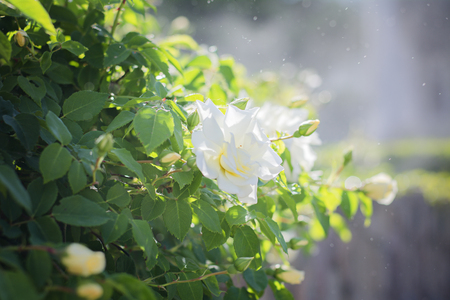 Big bush with white rosesの写真素材