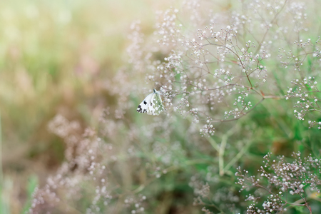 White butterfly on the white flowers in the fieldの写真素材