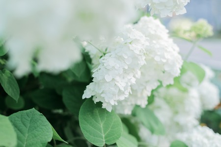 White flowers of hydrangea, blooming bushの写真素材