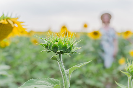Young woman in straw hat in the sunflower fieldの写真素材