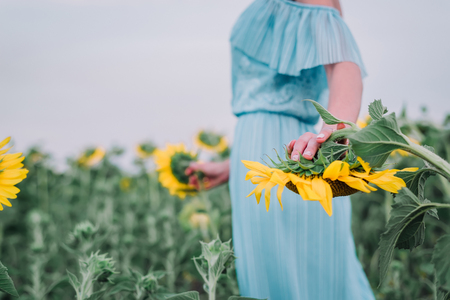 Beautiful young woman is walking in sunflower fieldの写真素材